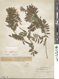 Tephrosia spicata image