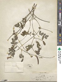 Tephrosia spicata image