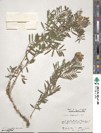 Tephrosia virginiana image