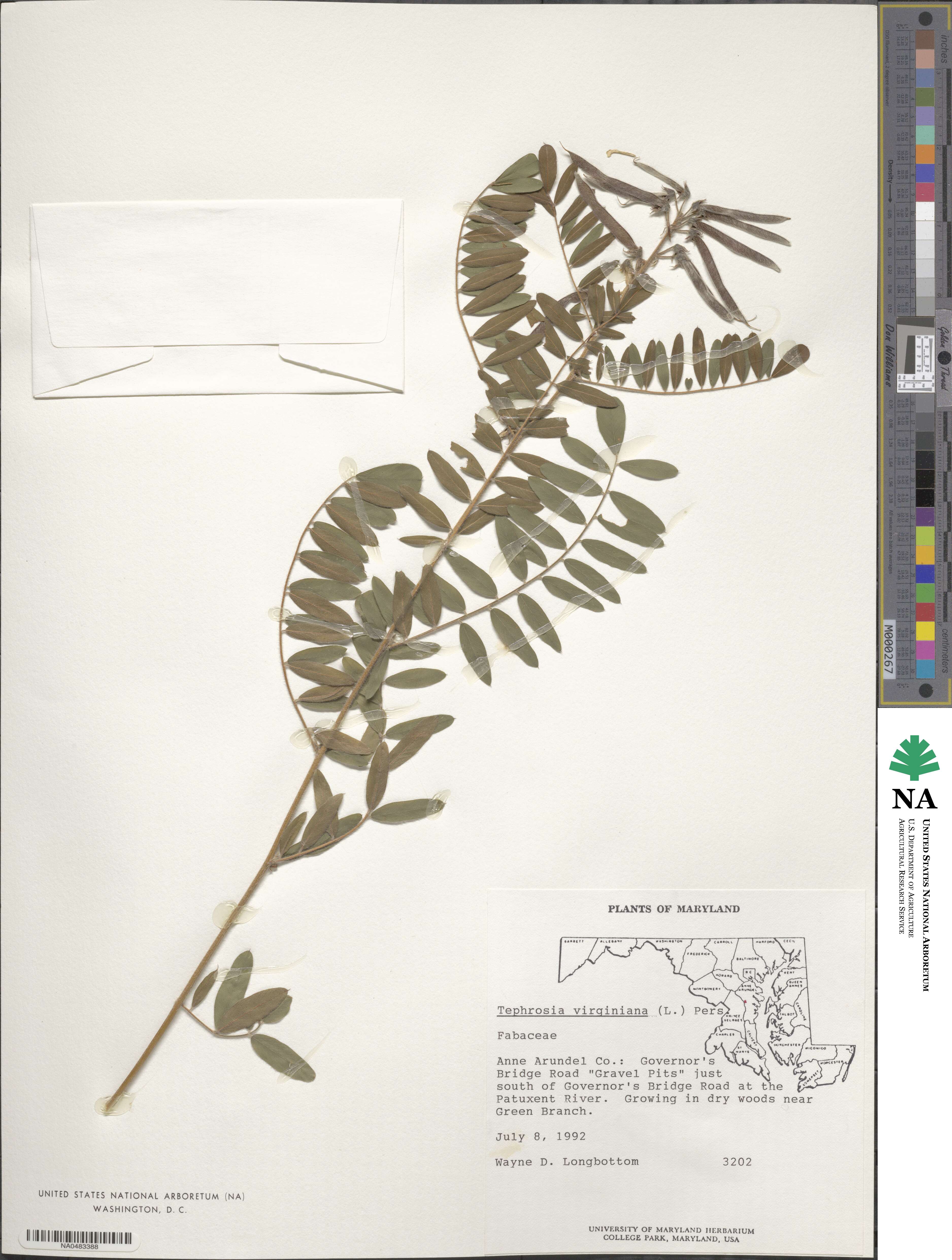 Tephrosia virginiana image
