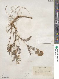 Tephrosia virginiana image