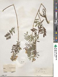 Tephrosia virginiana image