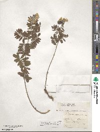 Tephrosia virginiana image