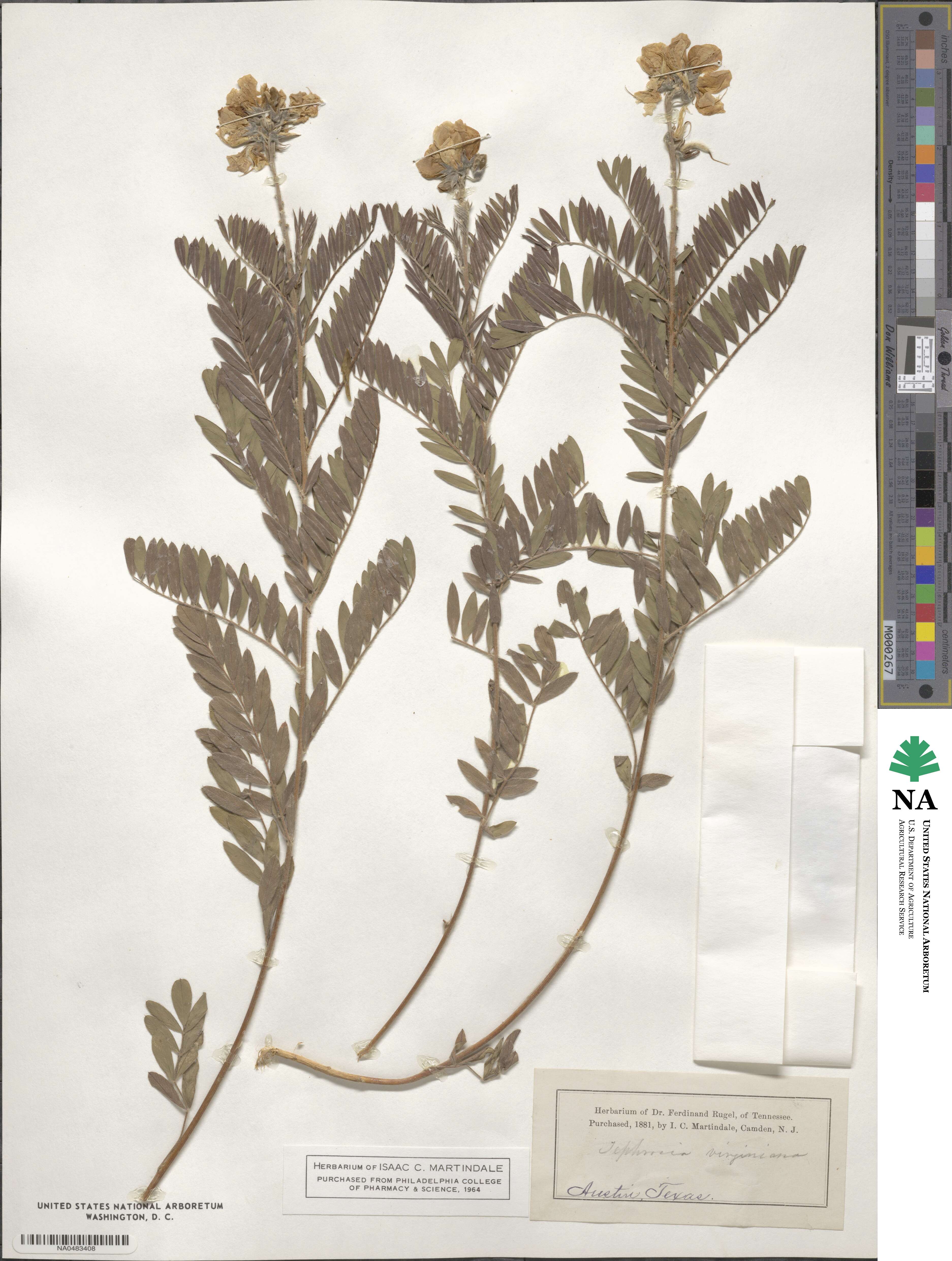 Tephrosia virginiana image
