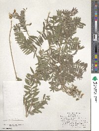 Tephrosia virginiana image