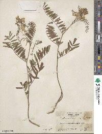 Tephrosia virginiana image