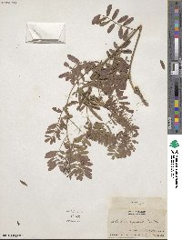 Tephrosia virginiana image