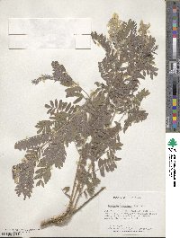 Tephrosia virginiana image