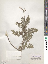 Tephrosia virginiana image