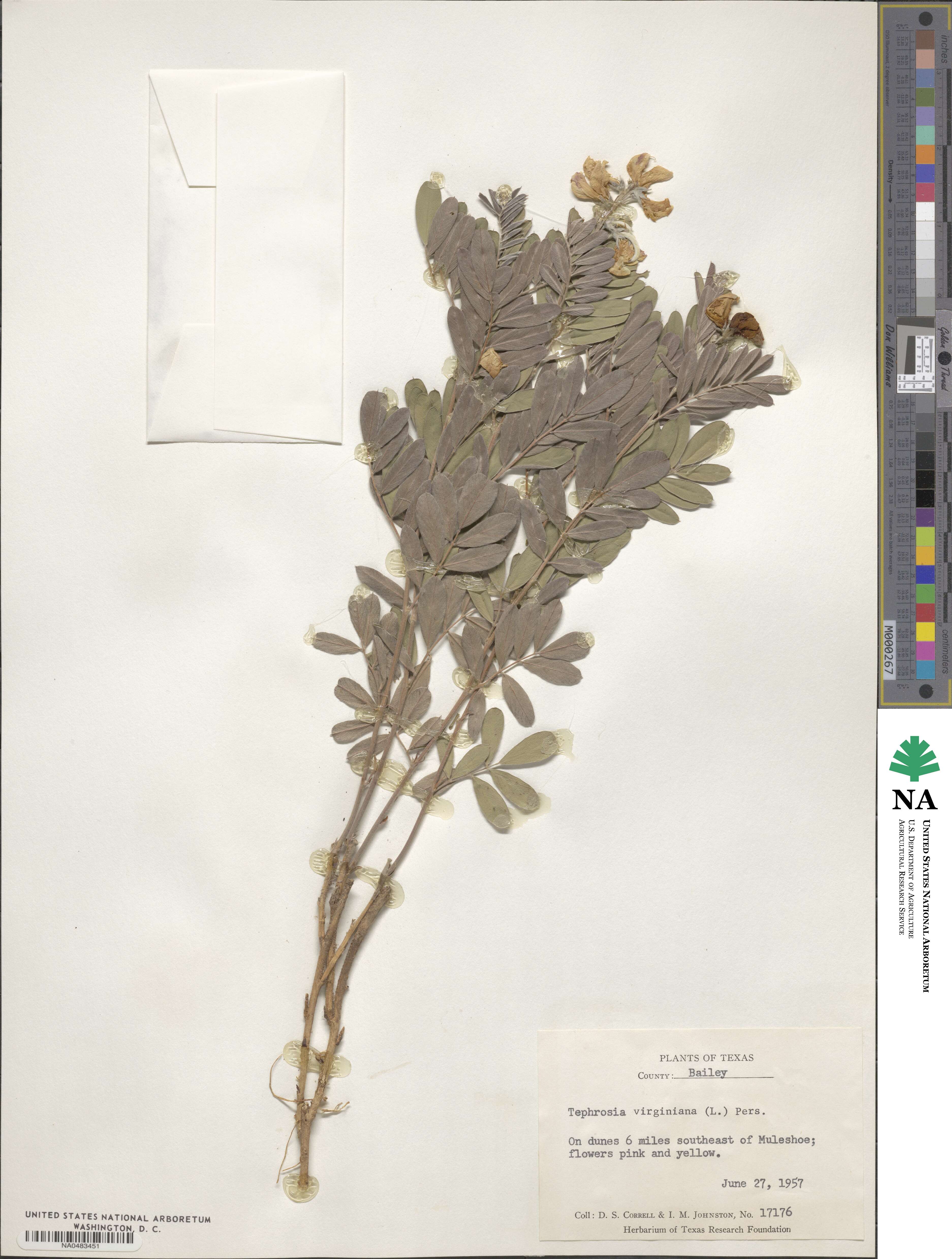 Tephrosia virginiana image
