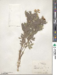 Tephrosia virginiana image