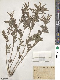 Tephrosia virginiana image