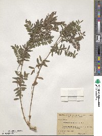 Tephrosia virginiana image