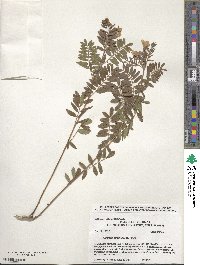 Tephrosia virginiana image