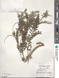 Tephrosia virginiana image