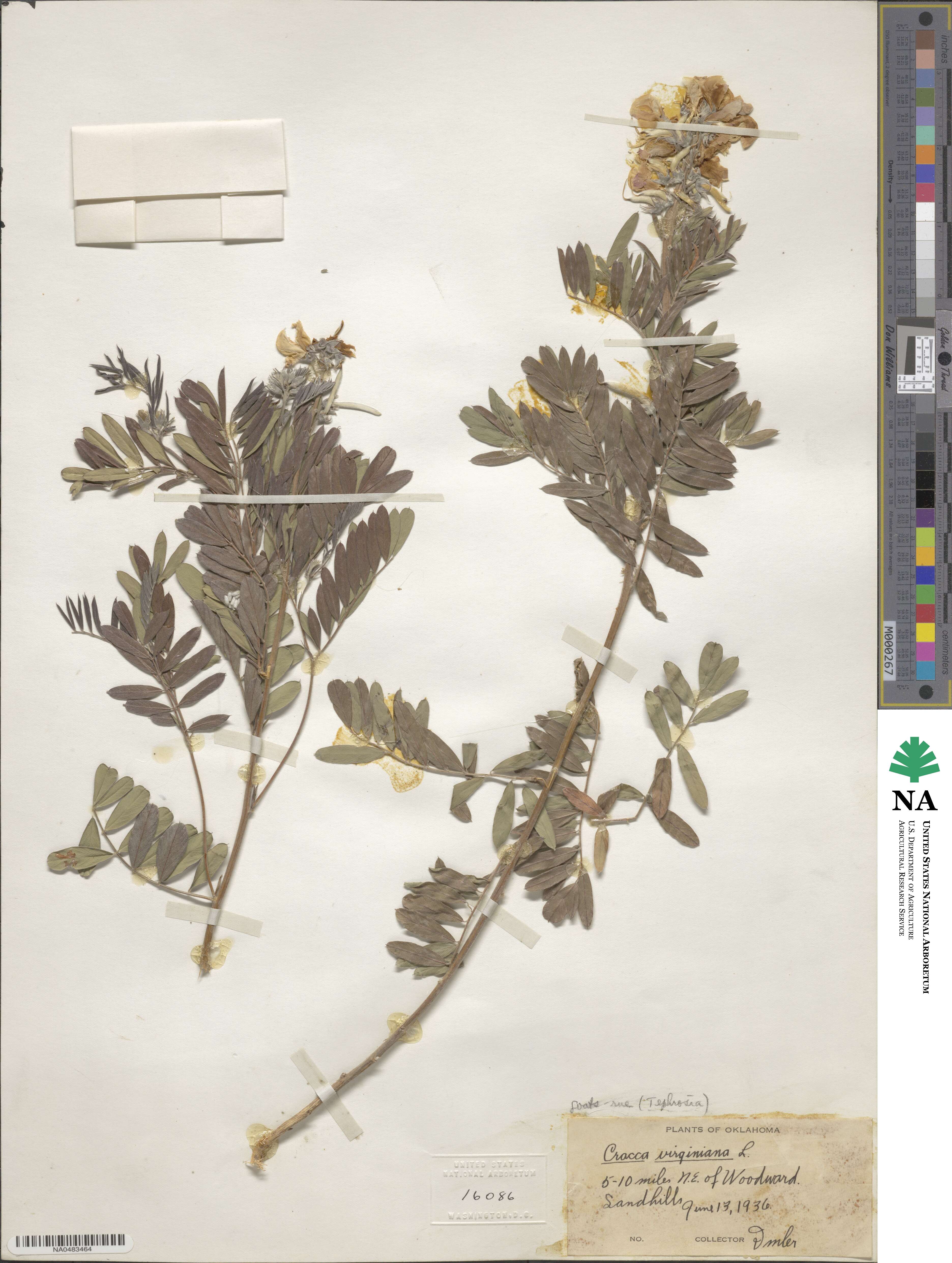 Tephrosia virginiana image