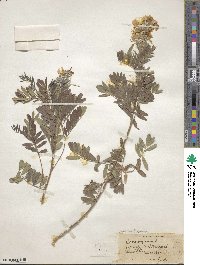 Tephrosia virginiana image