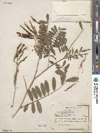 Image of Tephrosia foliolosa