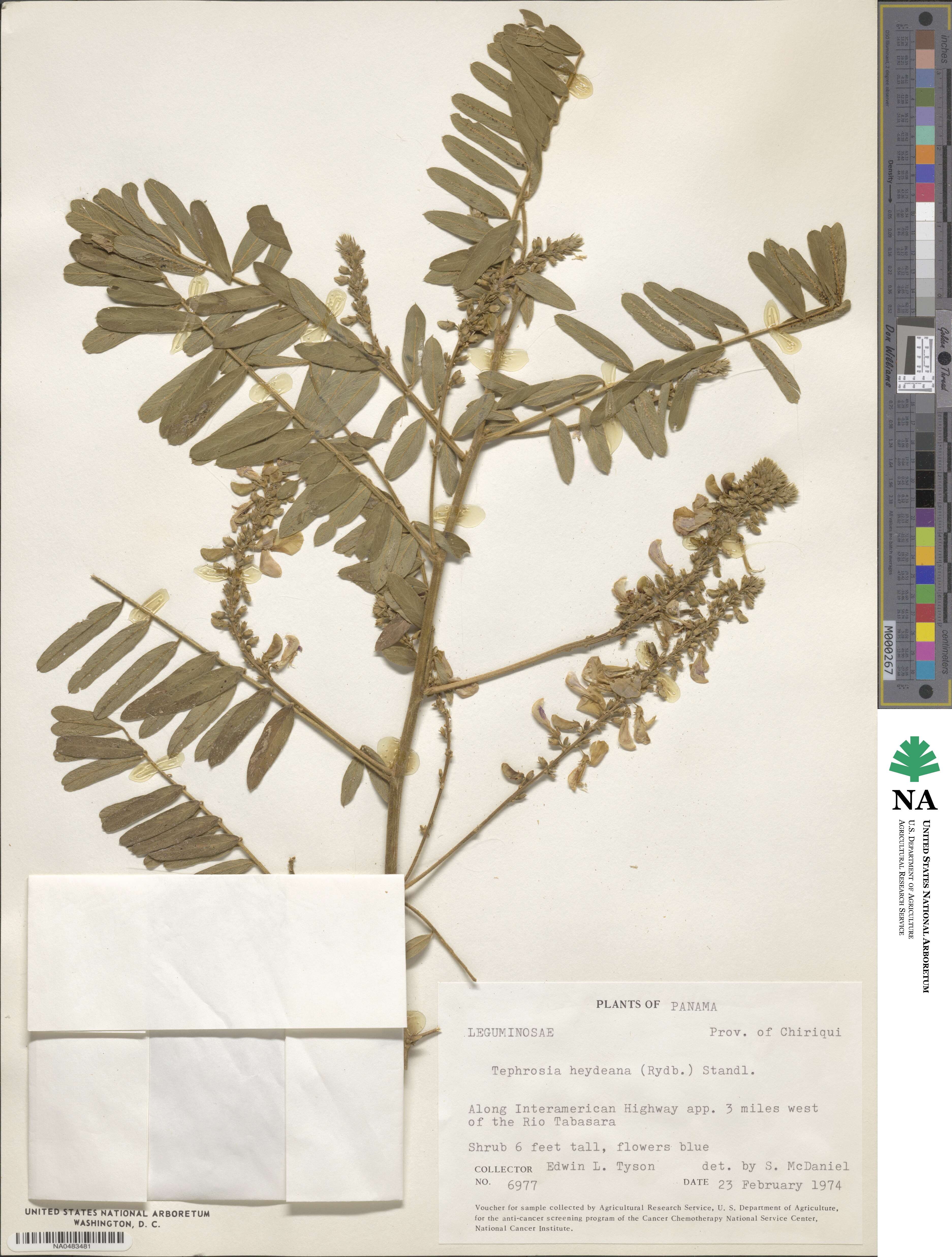 Tephrosia multifolia image
