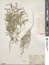 Tephrosia purpurea image