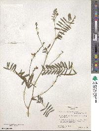 Tephrosia rhodantha image