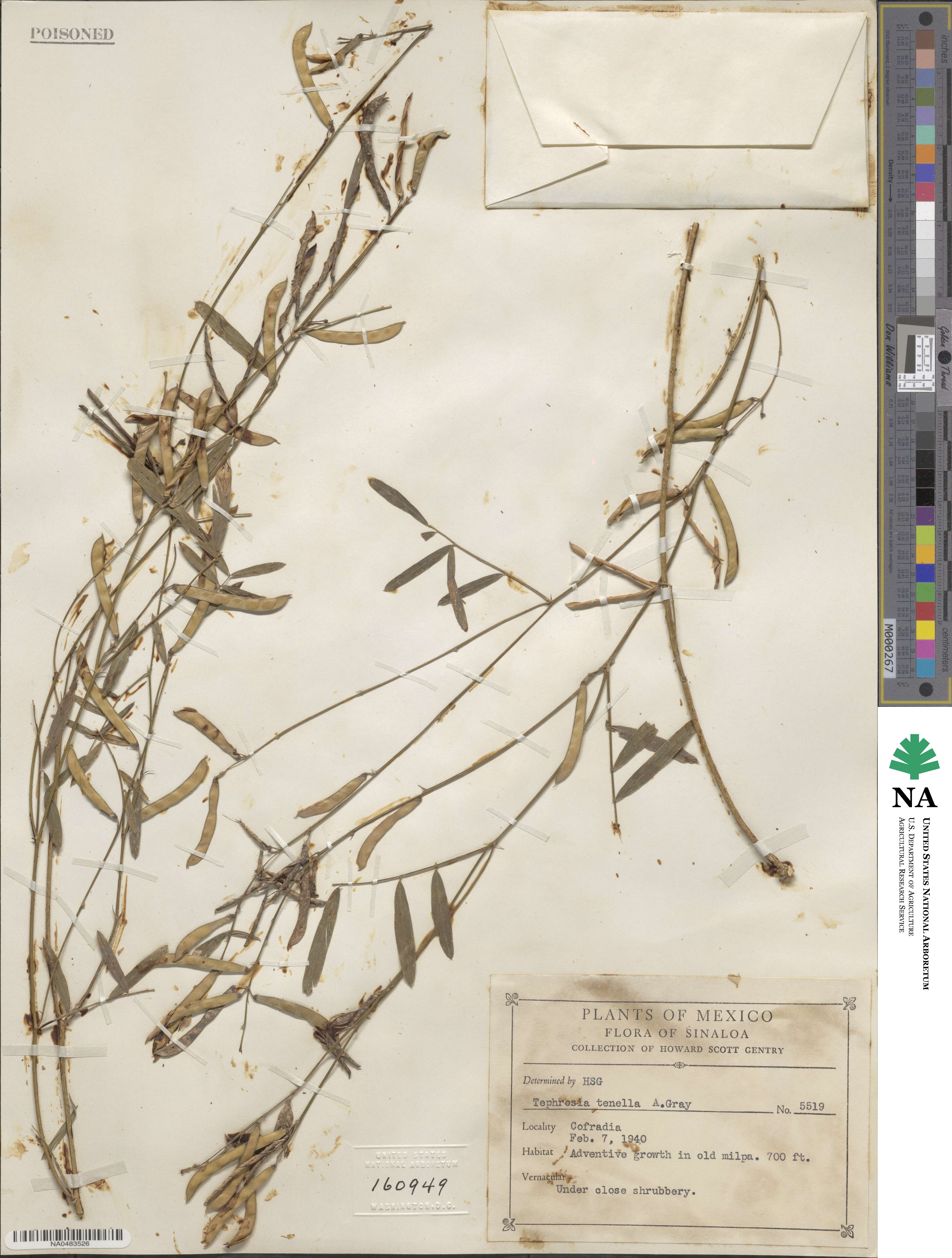 Tephrosia domingensis image