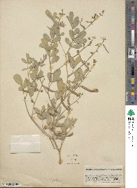 Tephrosia senna image