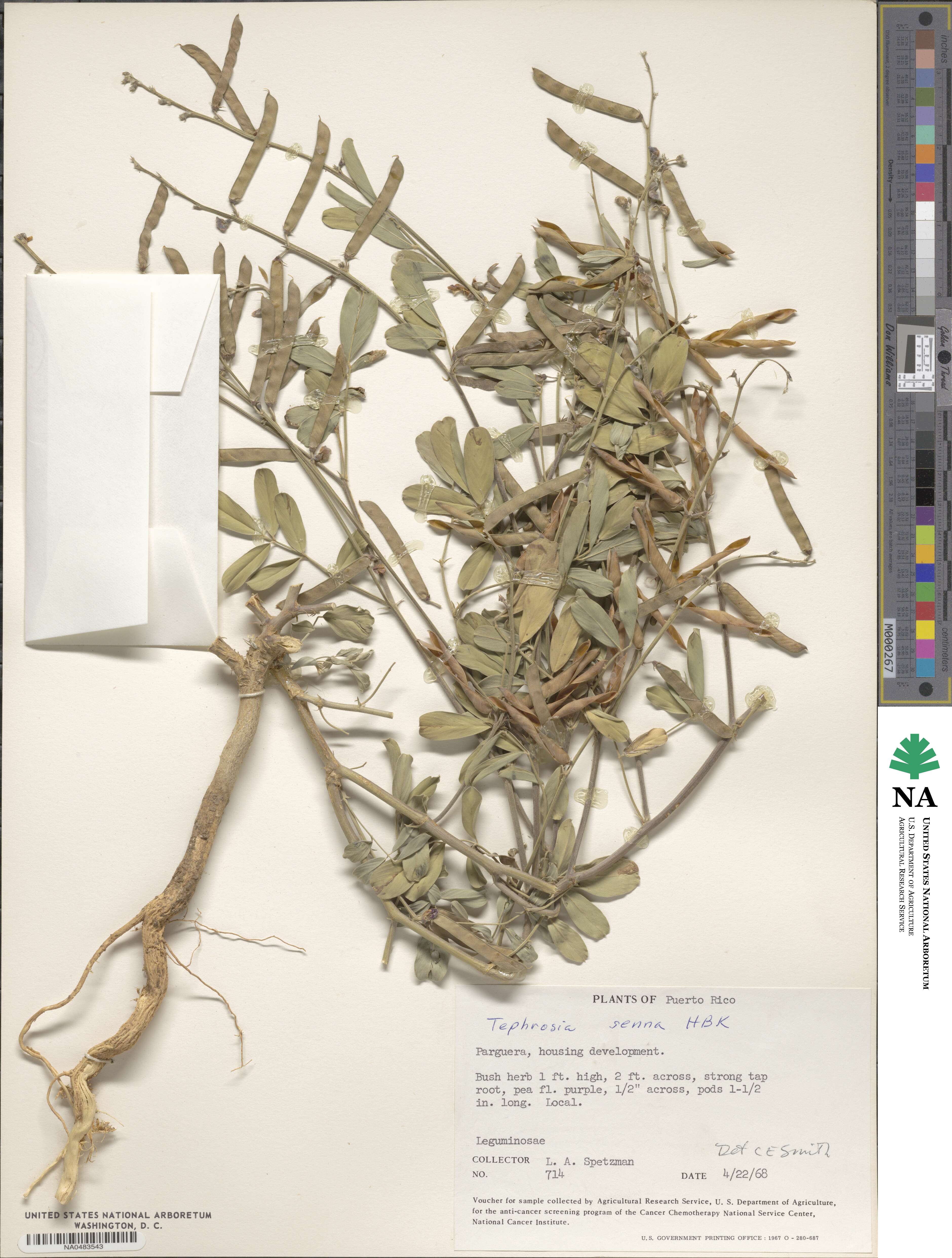 Tephrosia senna image
