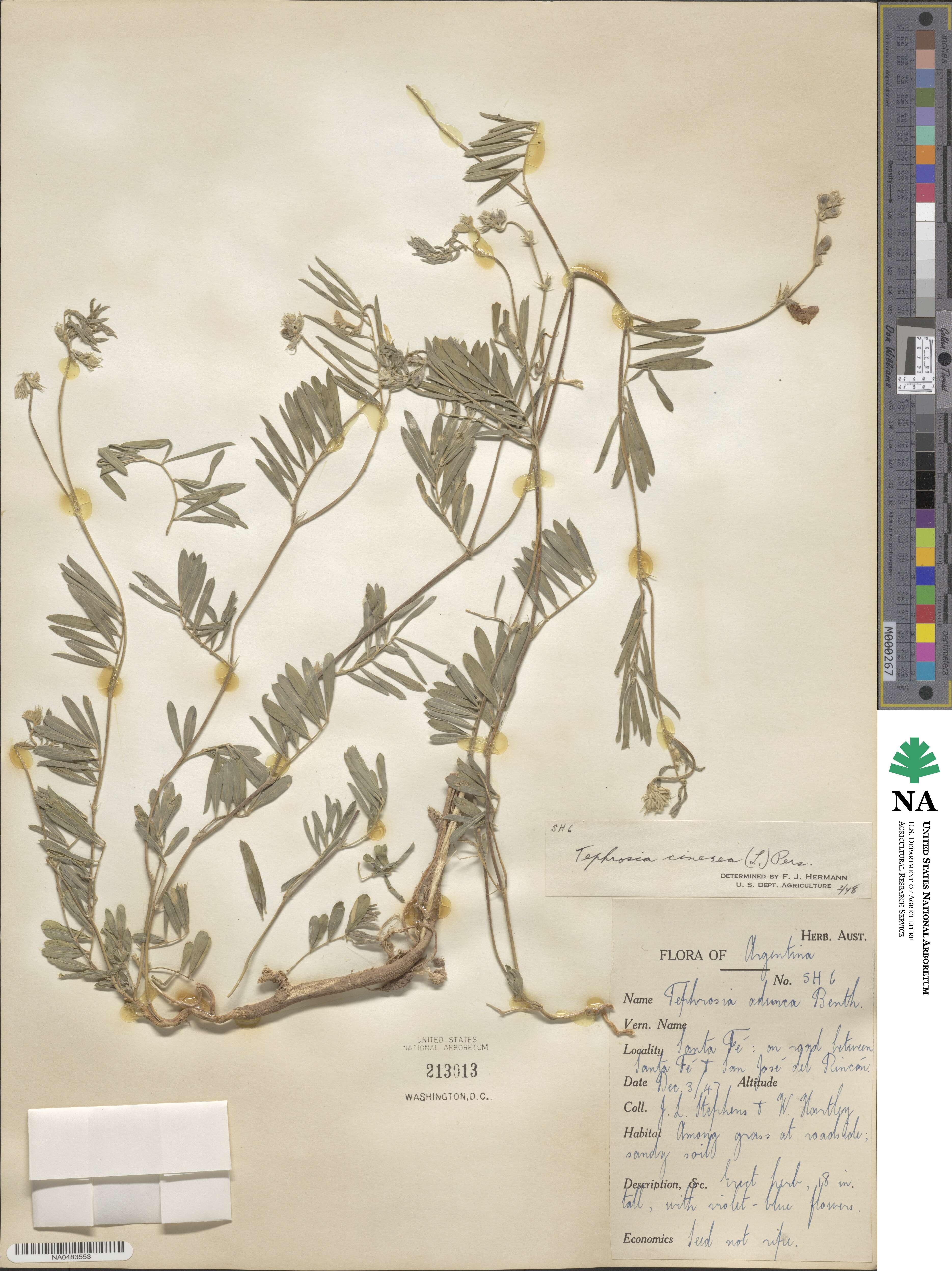 Tephrosia cinerea image