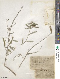 Tephrosia sessiliflora image