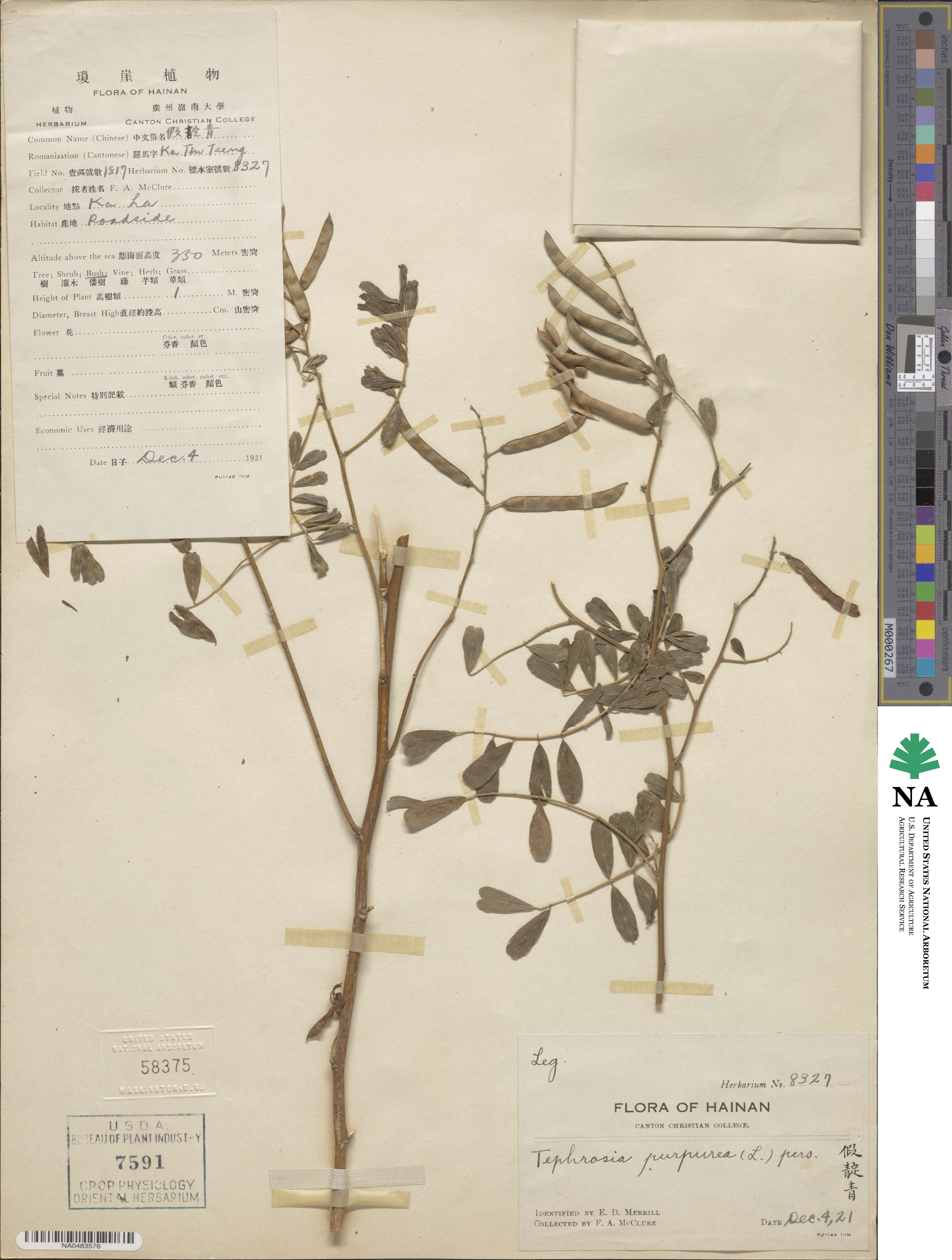 Tephrosia image