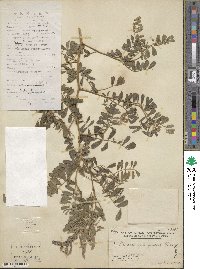 Tephrosia purpurea image