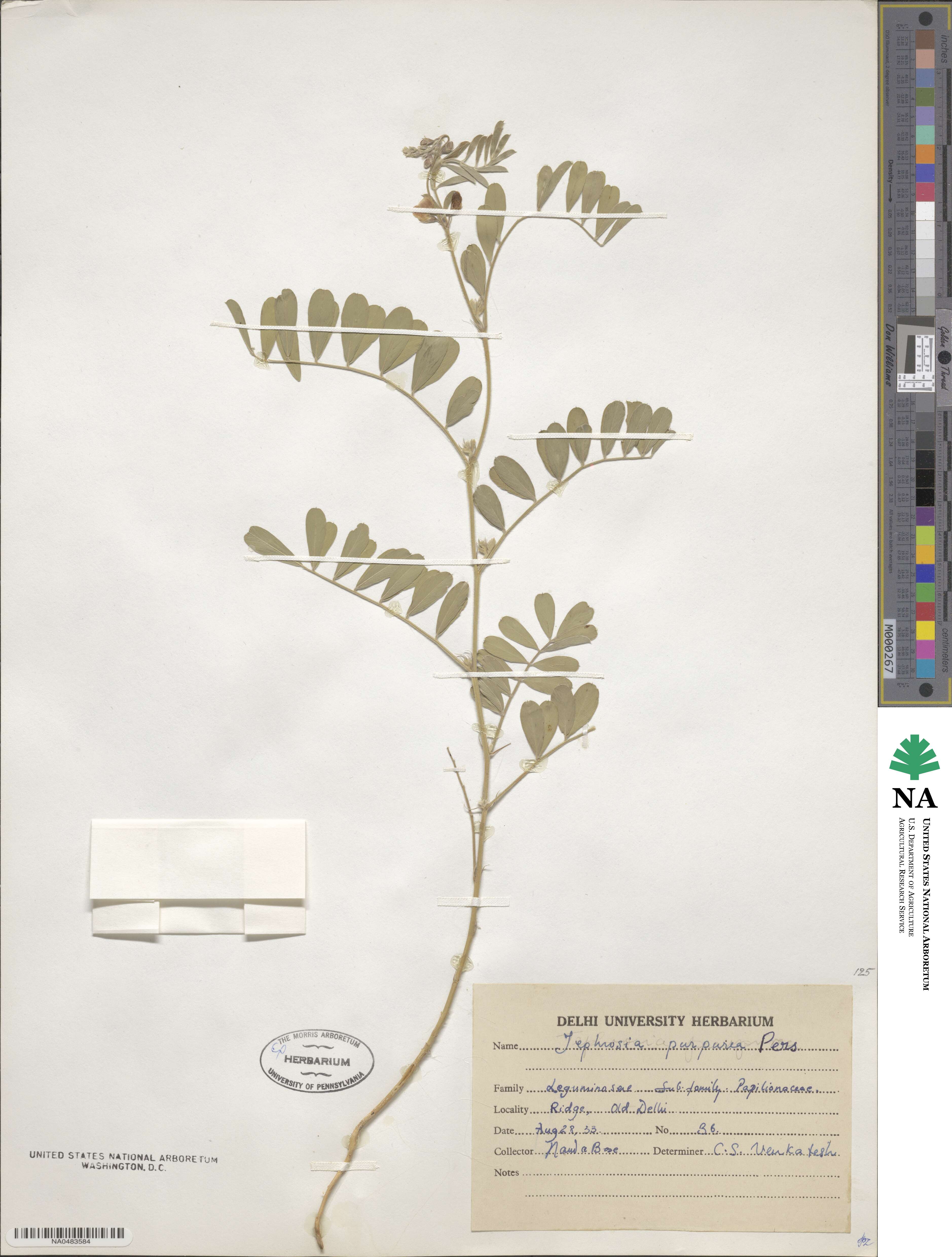 Tephrosia purpurea image