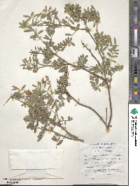 Tephrosia grandiflora image