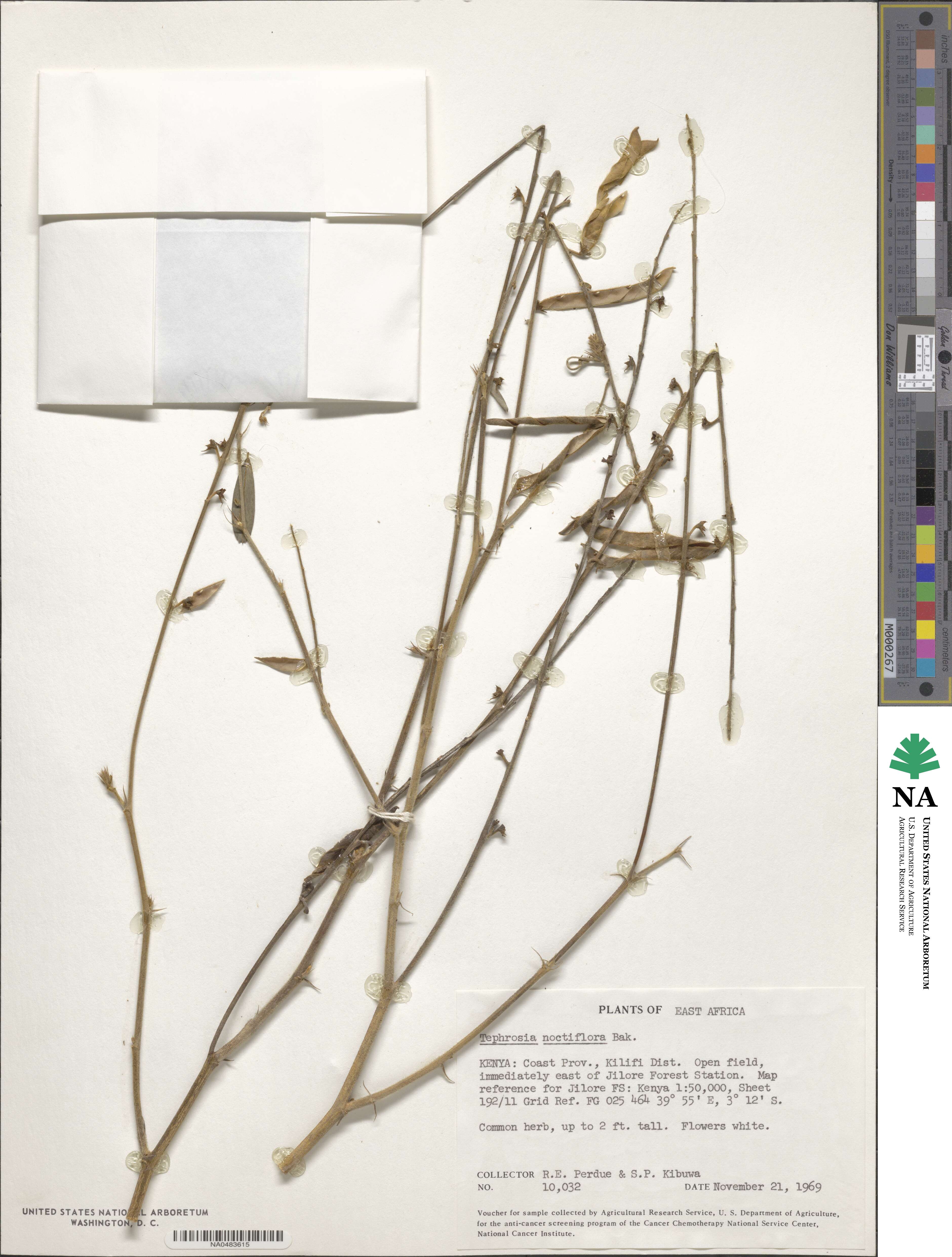 Tephrosia noctiflora image