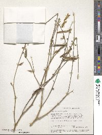 Tephrosia noctiflora image