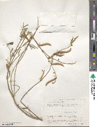 Image of Tephrosia noctiflora