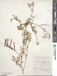 Tephrosia purpurea subsp. leptostachya image