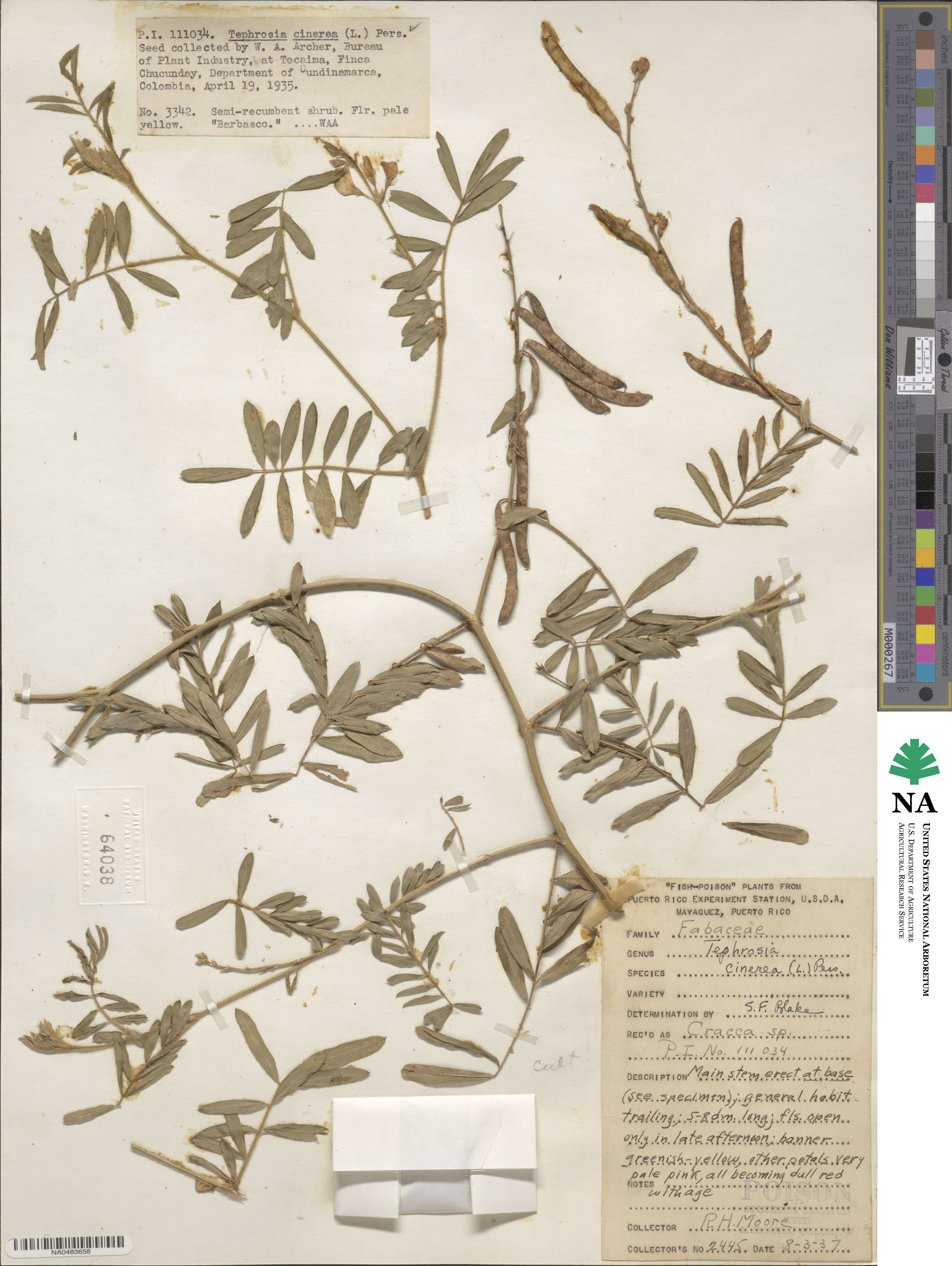 Tephrosia cinerea image
