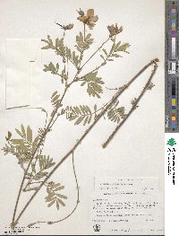 Tephrosia grandiflora image