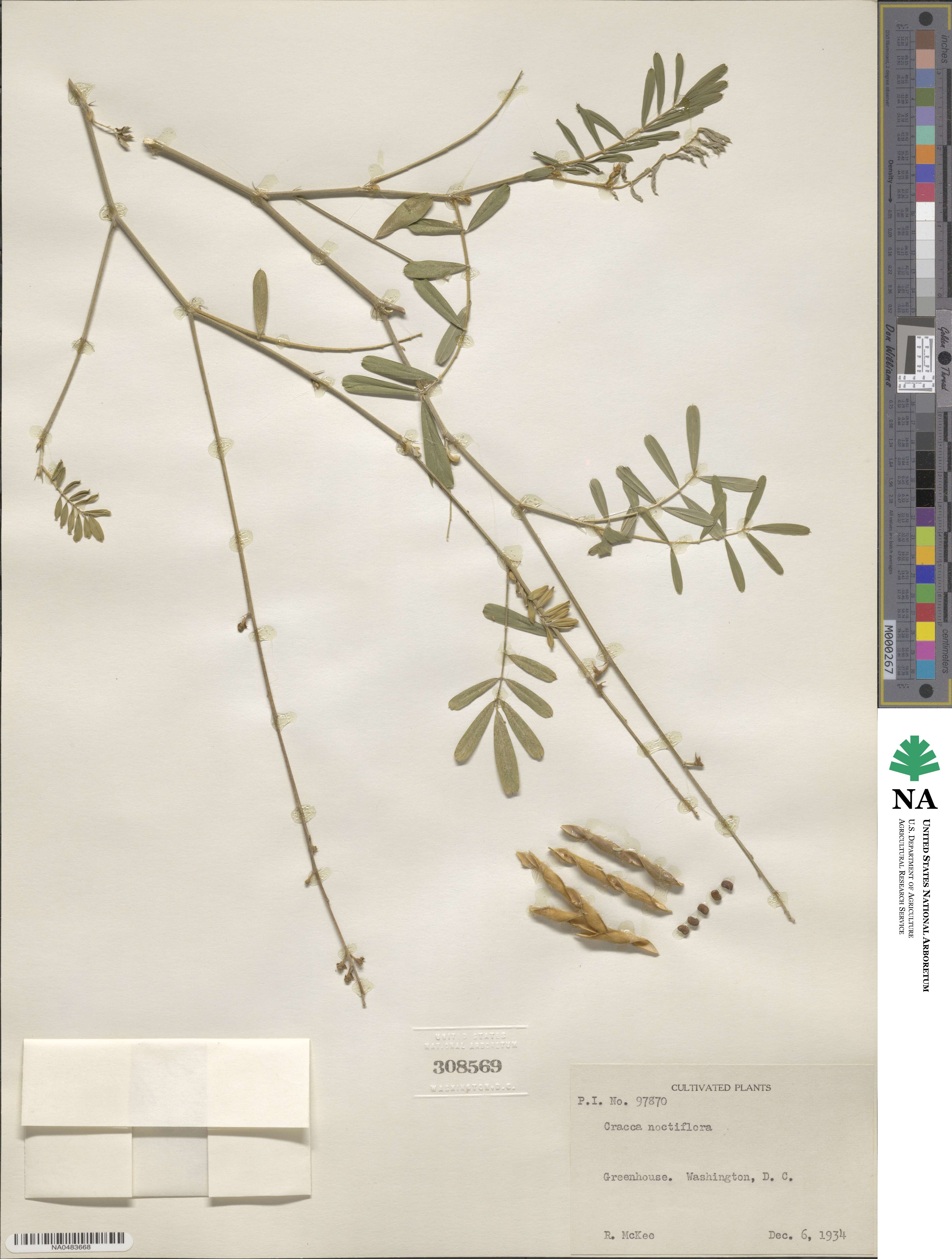 Tephrosia noctiflora image