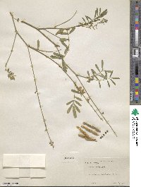 Tephrosia noctiflora image