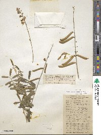 Tephrosia noctiflora image