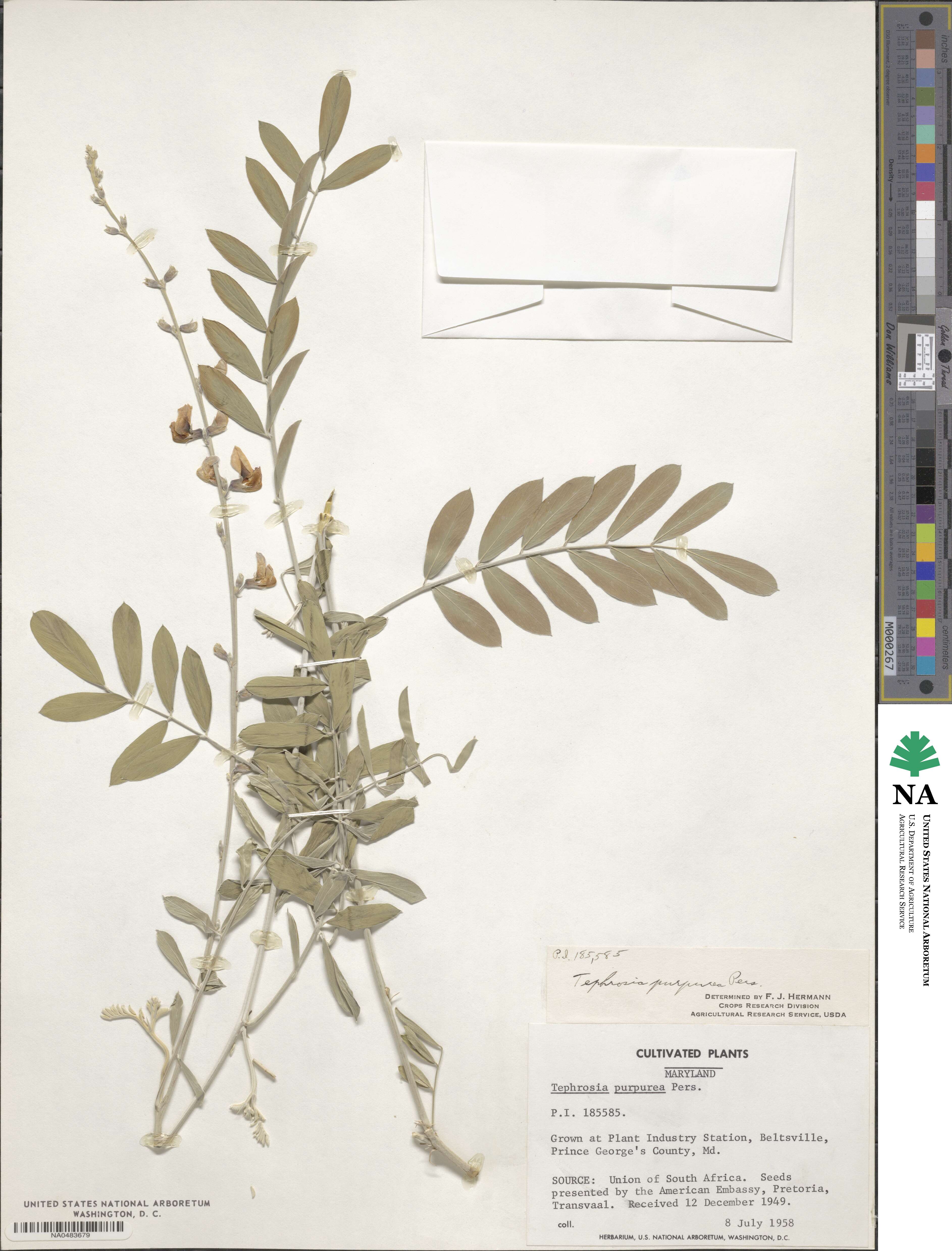 Tephrosia purpurea image