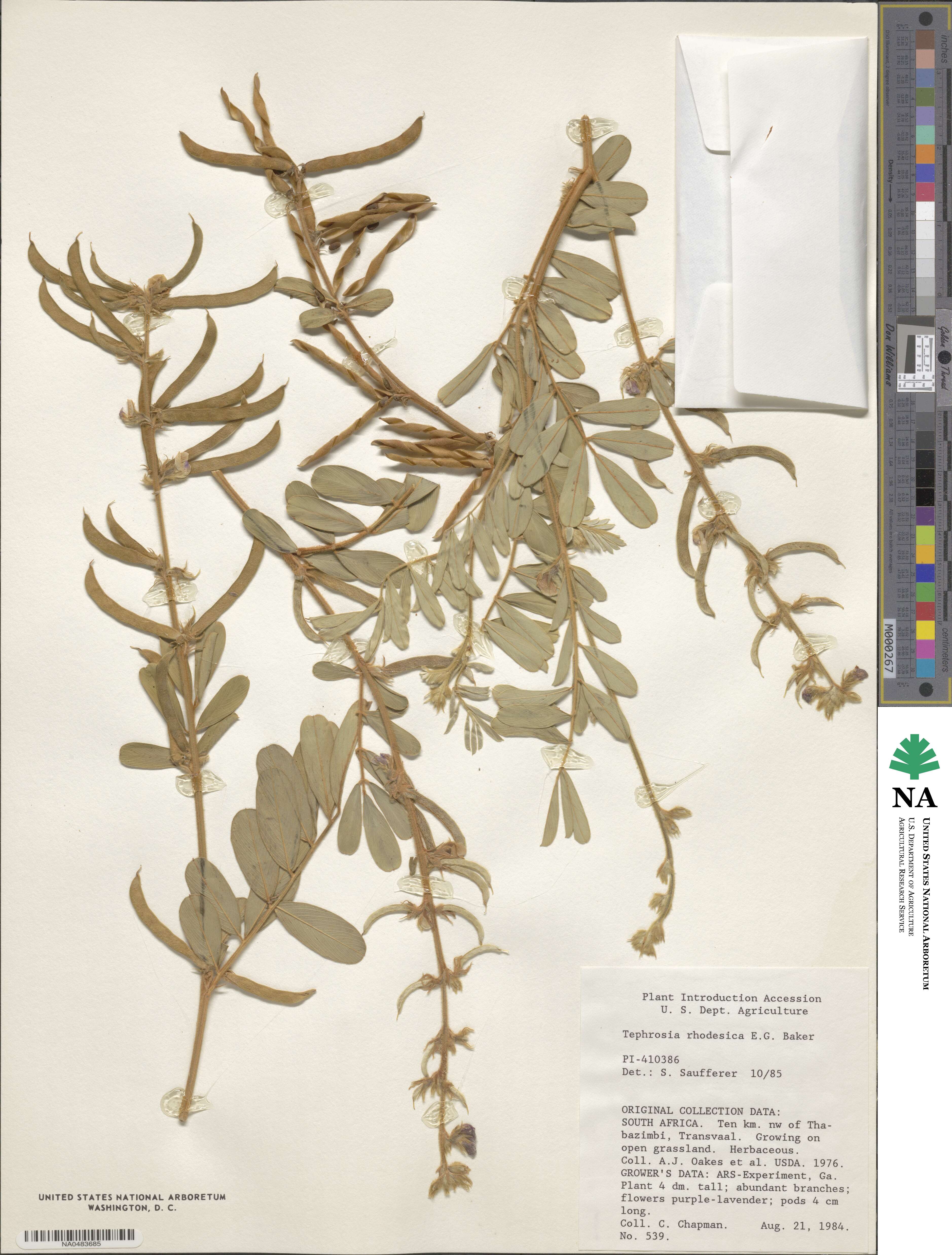 Tephrosia rhodesica image