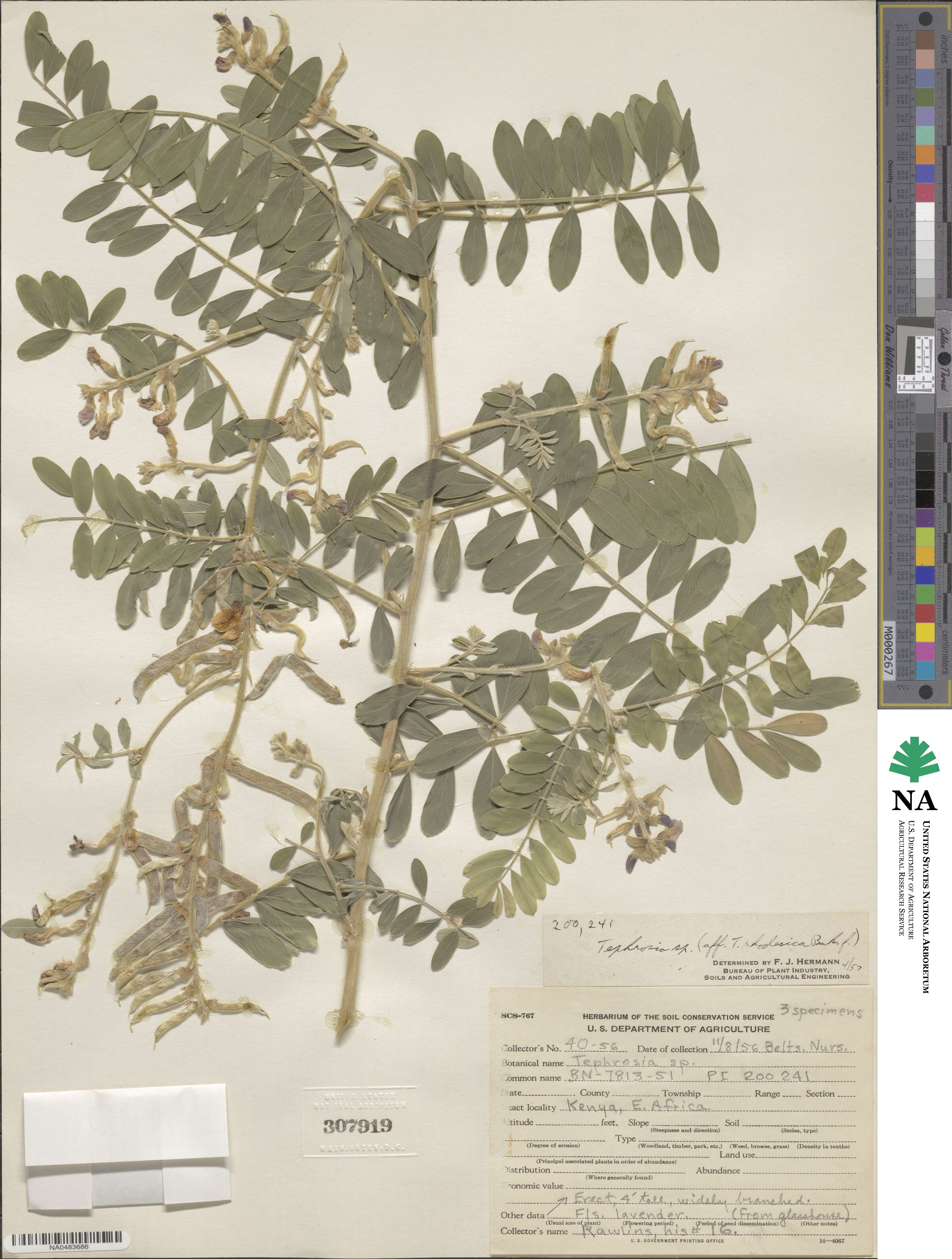 Tephrosia rhodesica image