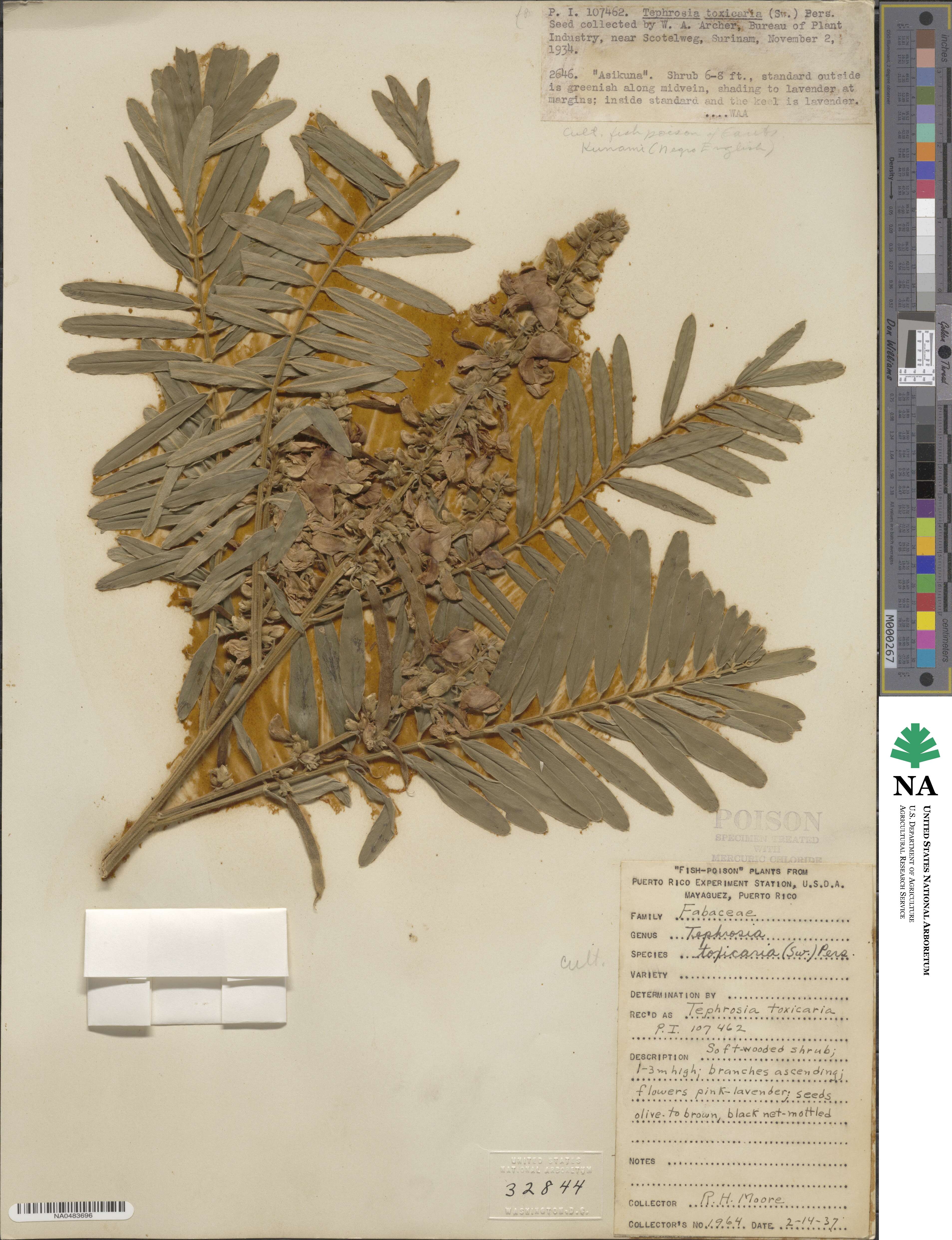 Tephrosia sinapou image