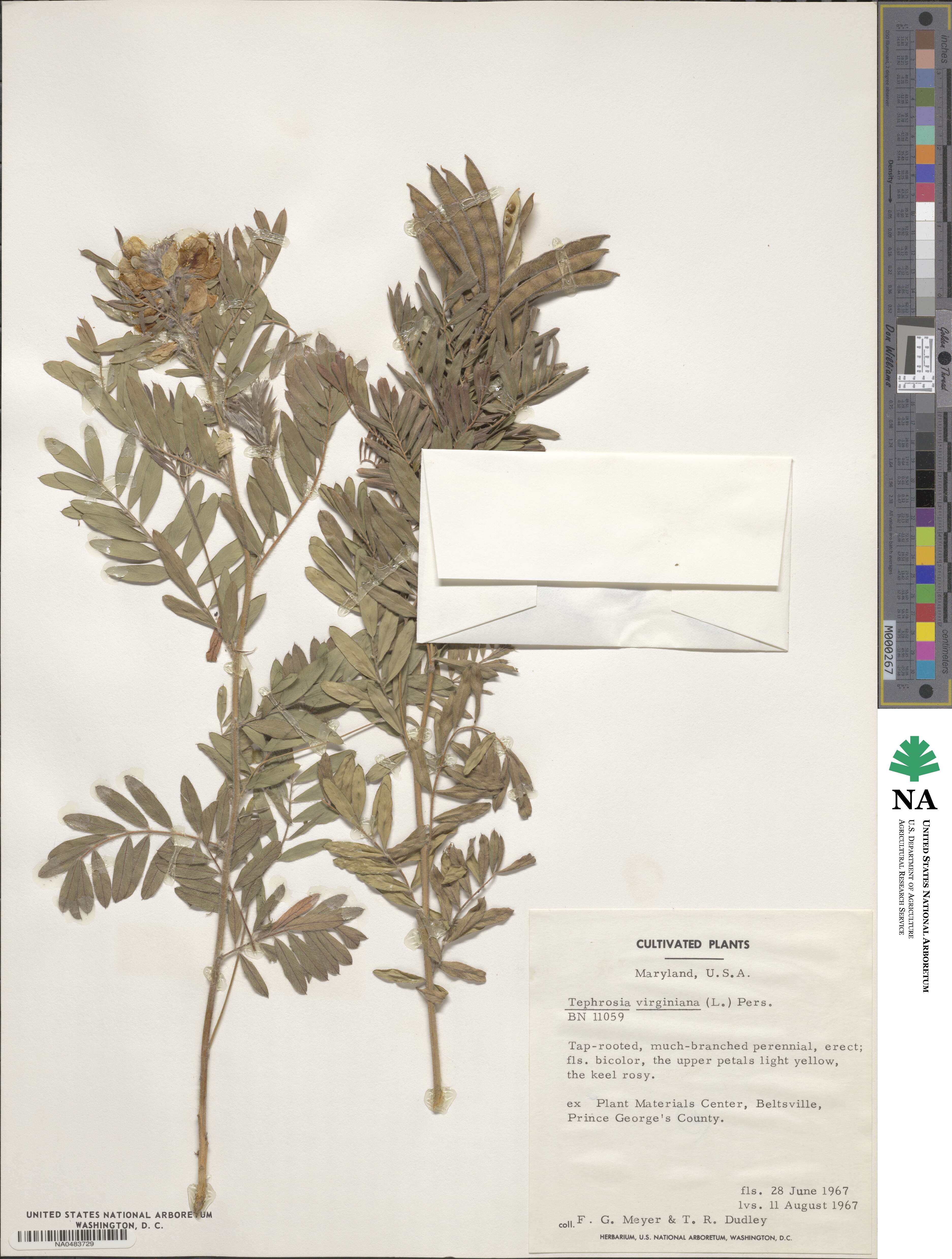 Tephrosia virginiana image