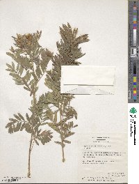 Tephrosia virginiana image