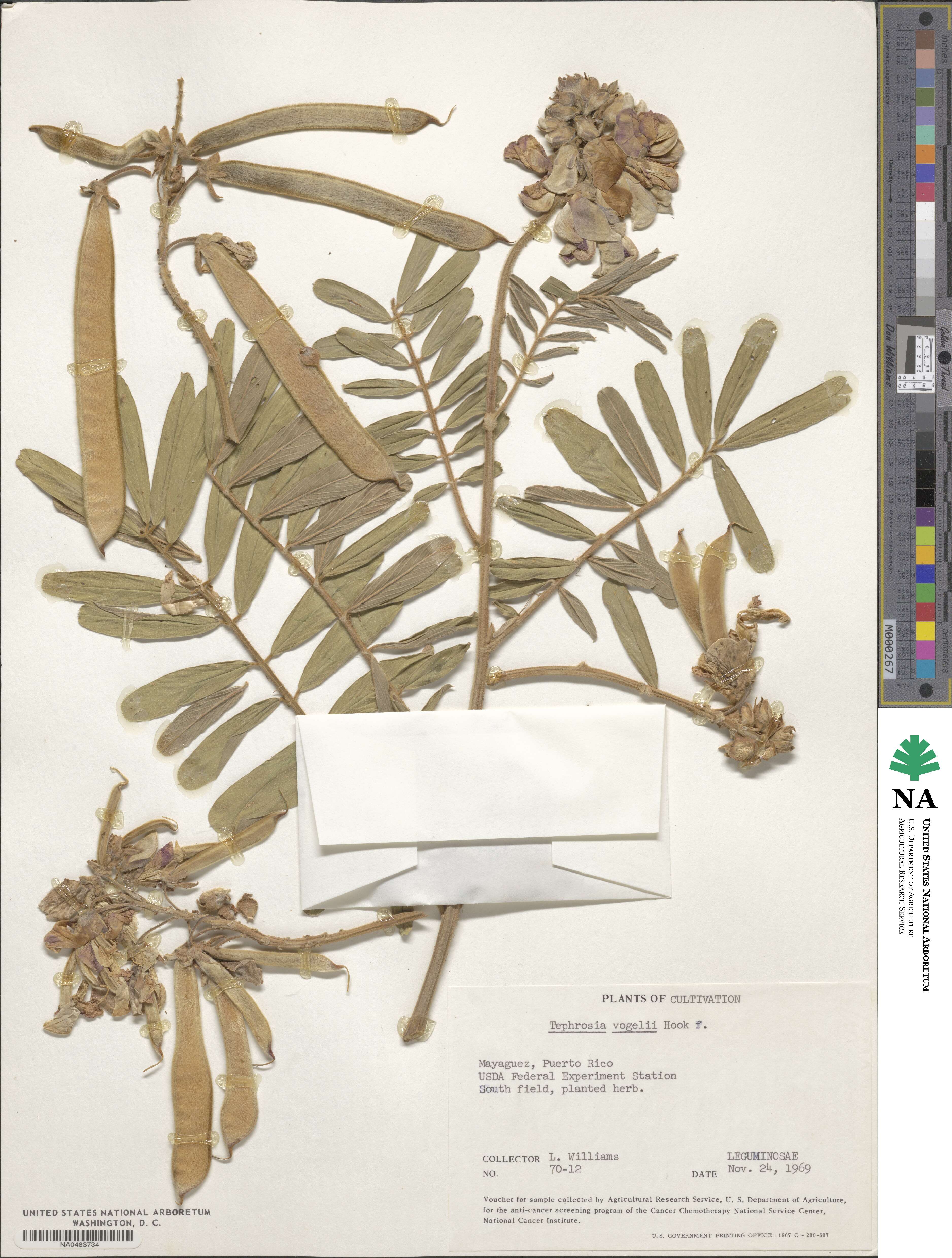 Tephrosia vogelii image